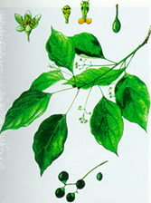 Cây[-]Dã[-]hương[-]chùa[-]Tiên[-]Lục[-]và[-]bài[-]thuốc[-]có[-]Long[-]não